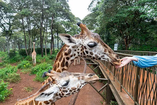 3-Day Nairobi Culture, Community & Wildlife Experience