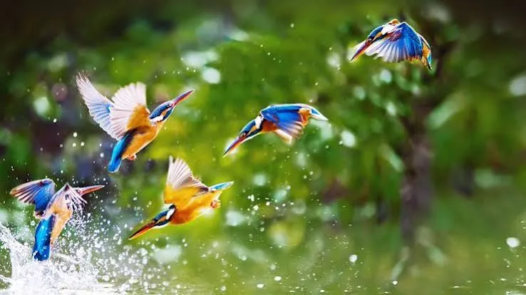 5-Day Kenya Birding Safari & Wildlife Photography