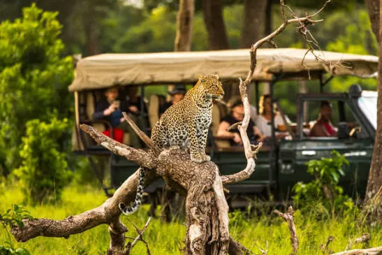 5-Day Kenya Birding Safari & Wildlife Photography