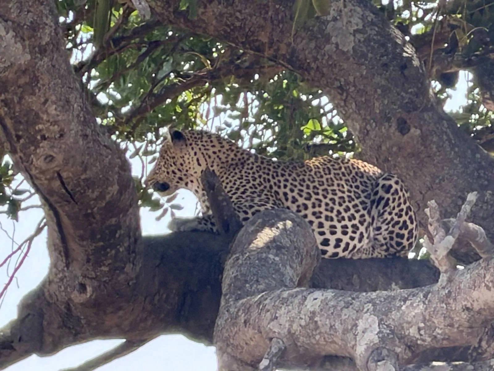 10-Day Kenya-Tanzania Bespoke Private Safari