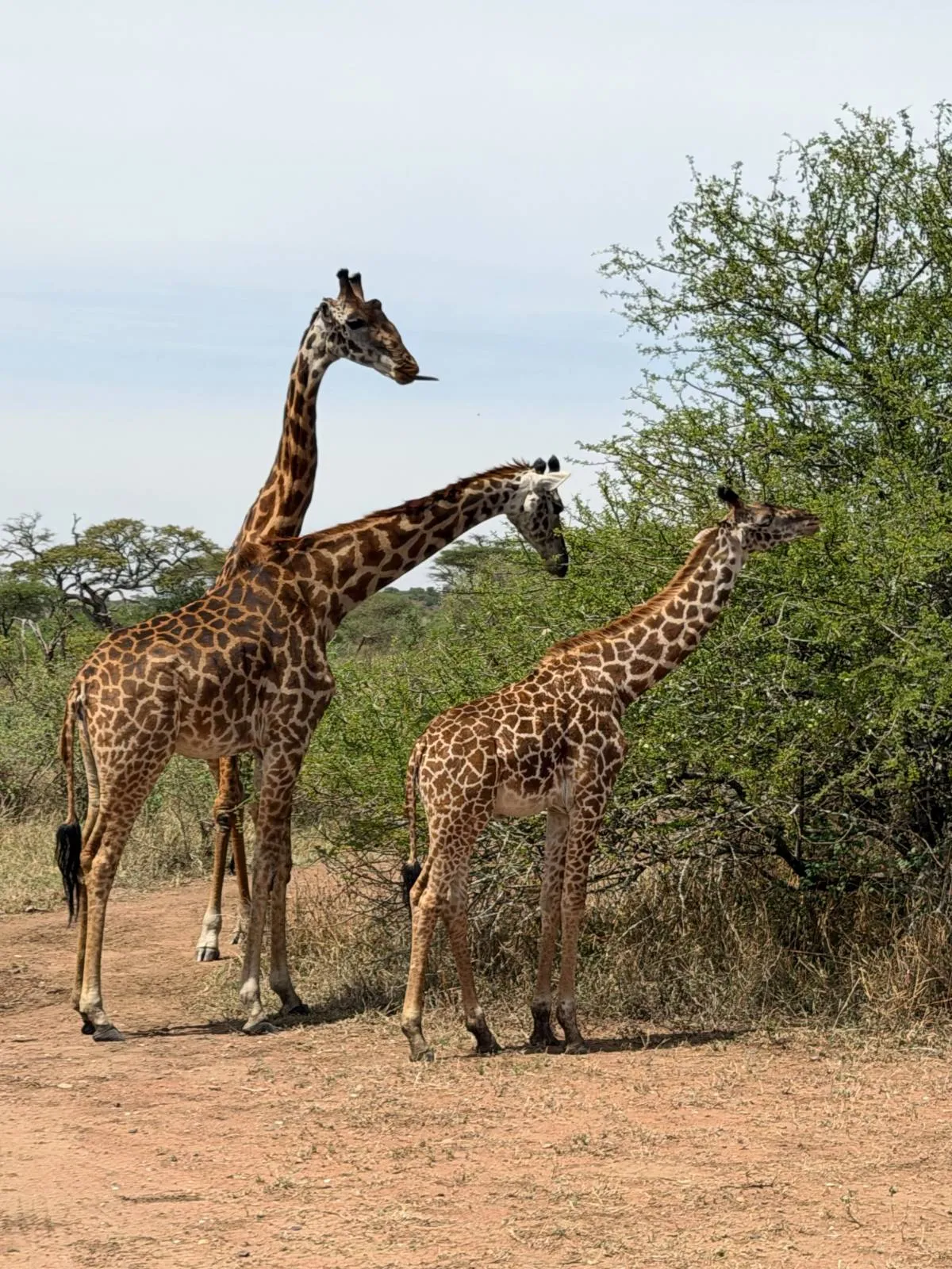 10-Day Kenya-Tanzania Bespoke Private Safari