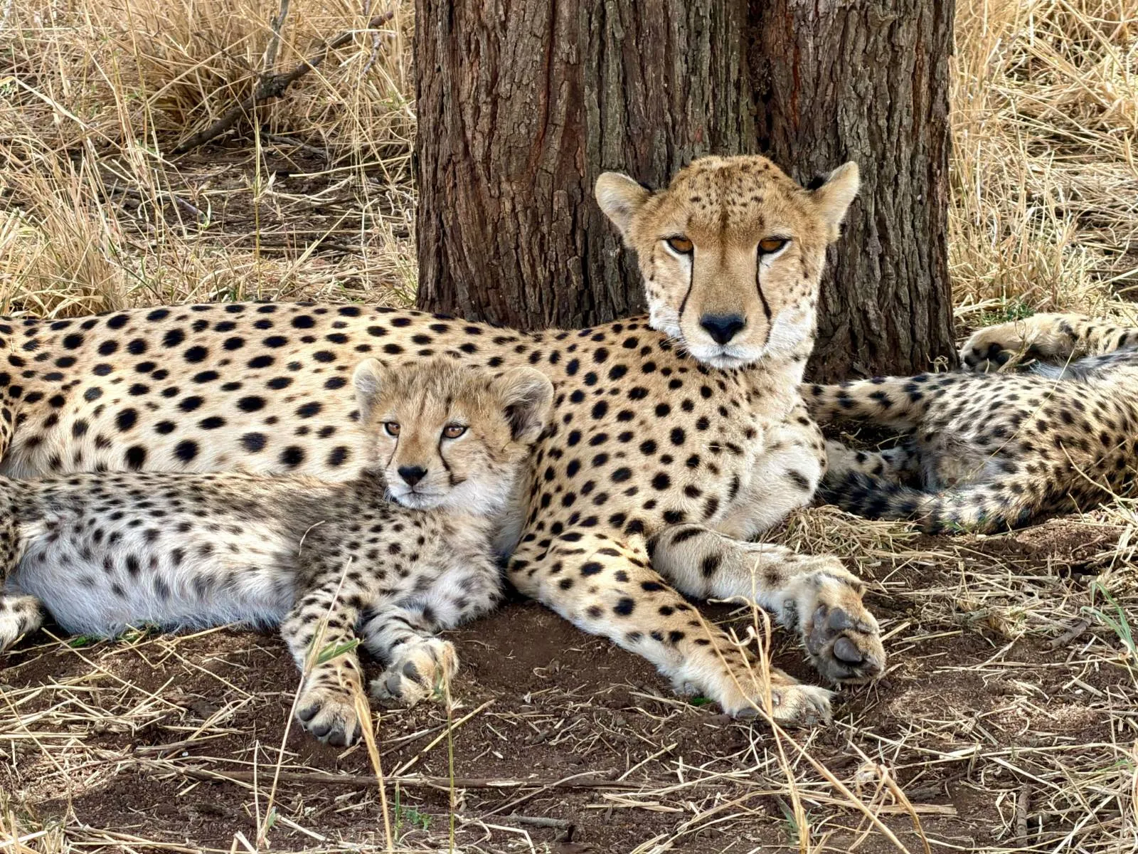 10-Day Kenya-Tanzania Bespoke Private Safari
