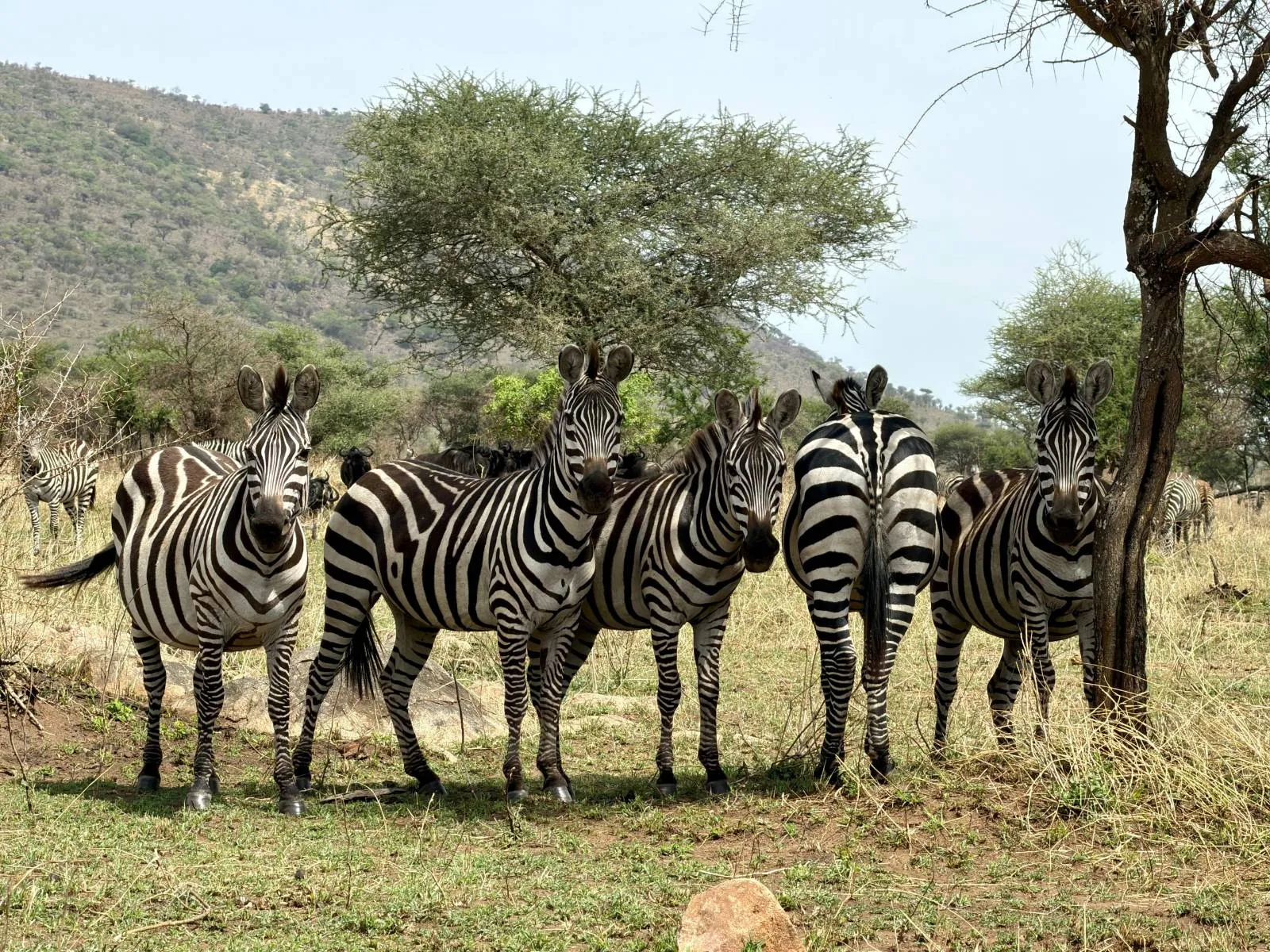 10-Day Kenya-Tanzania Bespoke Private Safari