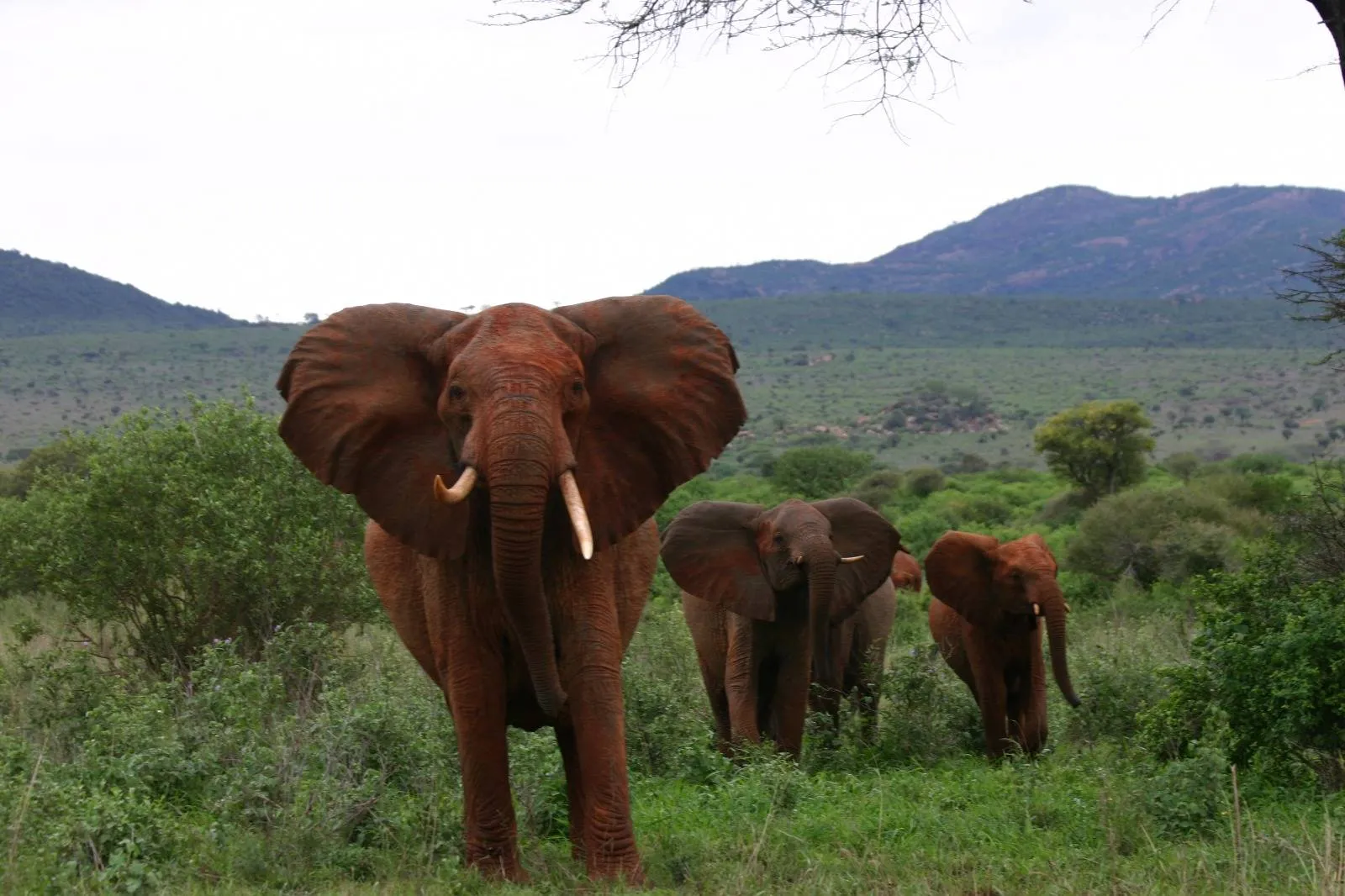 10-Day Kenya-Tanzania Bespoke Private Safari