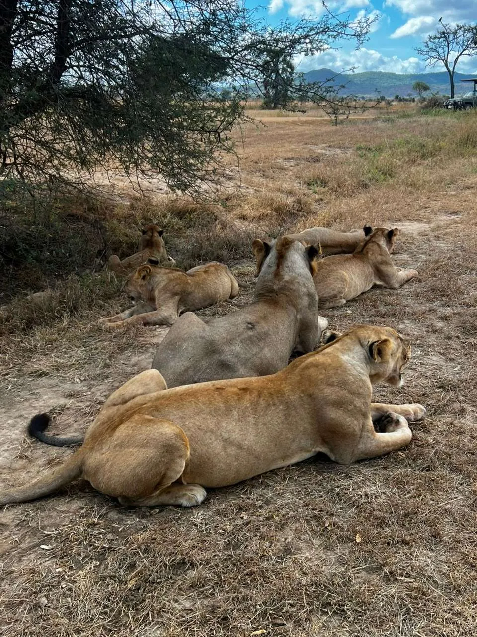 3-Day Serengeti Plains and Ngorongoro Crater Safari