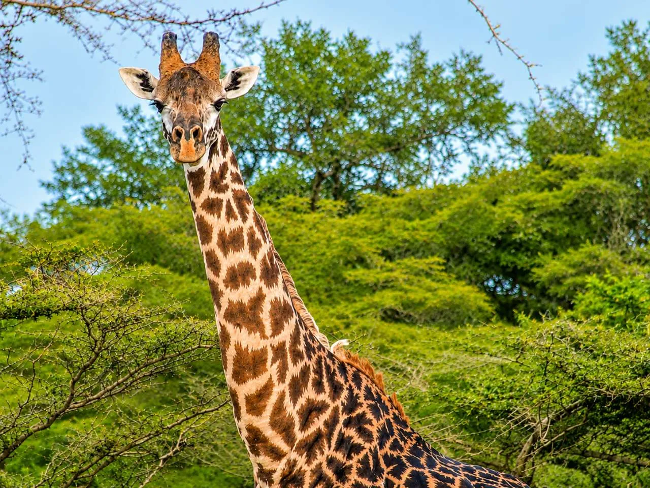 3-Day Serengeti Plains and Ngorongoro Crater Safari