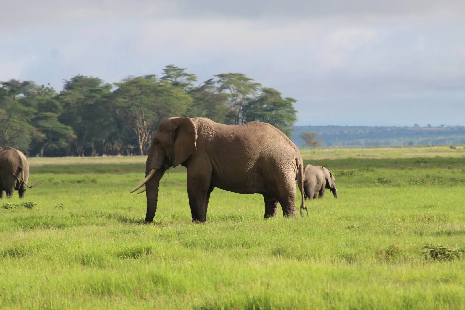 7-Day Kenya Wildlife Private Safari
