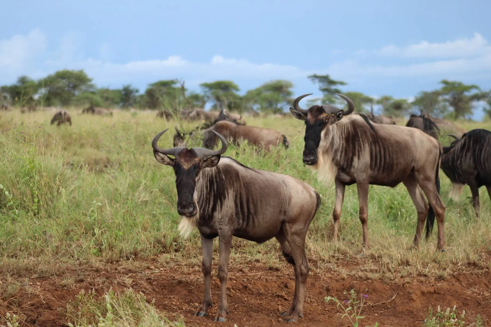 7-Day Kenya Wildlife Private Safari