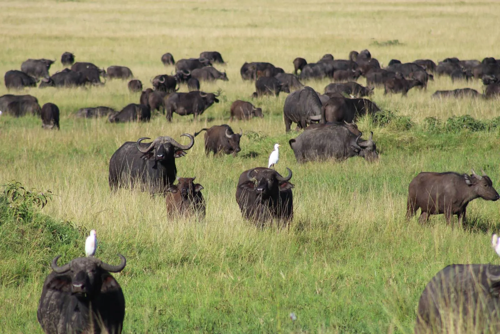 7-Day Kenya Wildlife Private Safari