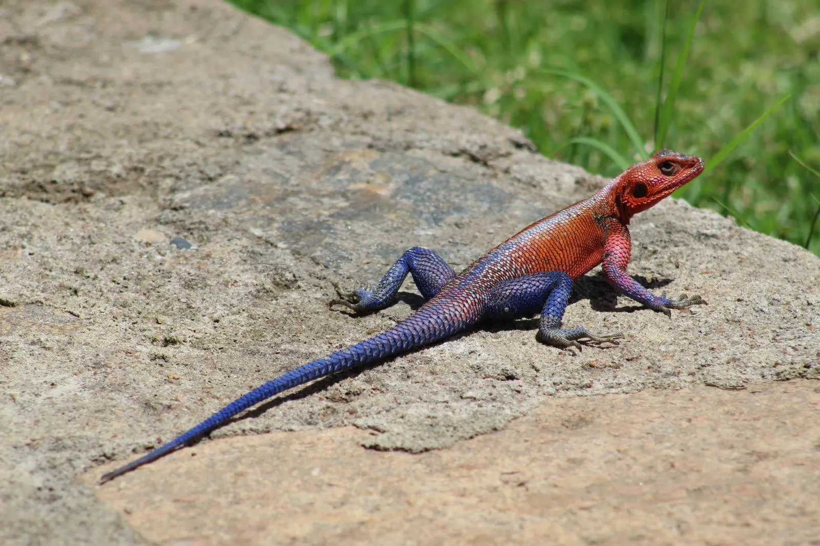 7-Day Kenya Wildlife Private Safari