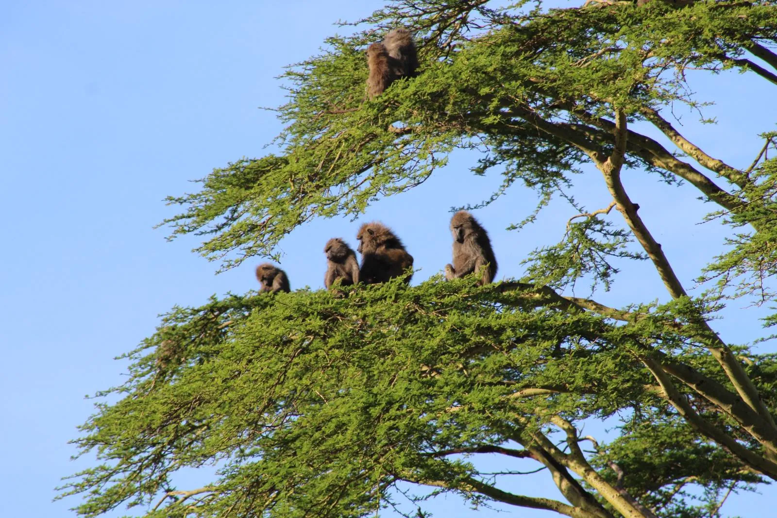 7-Day Kenya Wildlife Private Safari