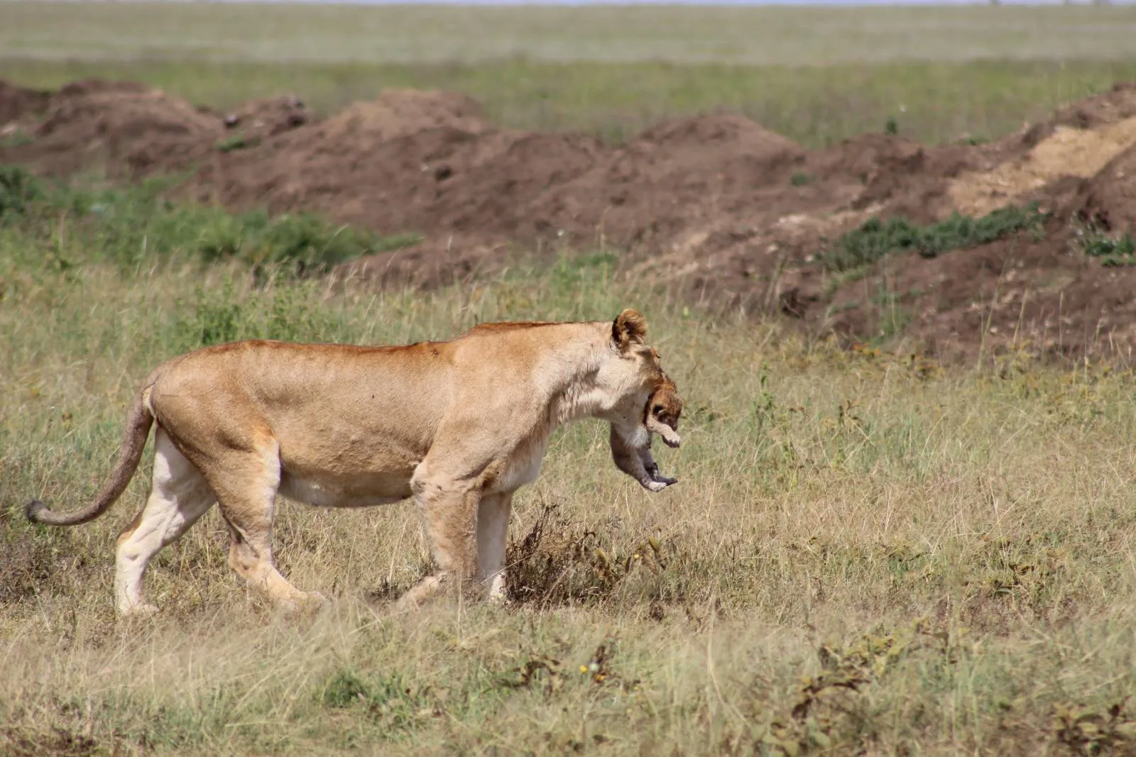 Safari privé exclusif de 7 jours au Kenya