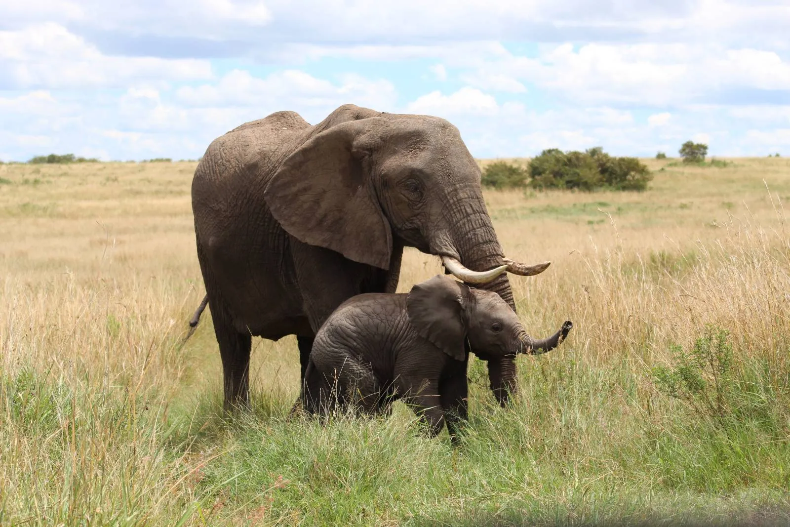 Safari privé exclusif de 7 jours au Kenya