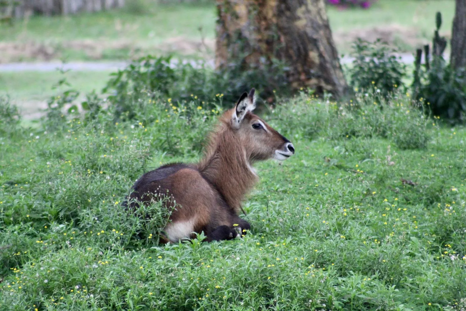 Safari privé exclusif de 7 jours au Kenya