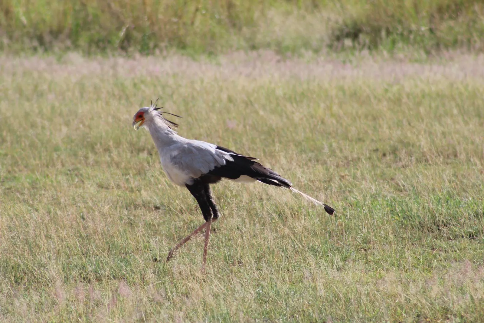 Safari privé exclusif de 7 jours au Kenya