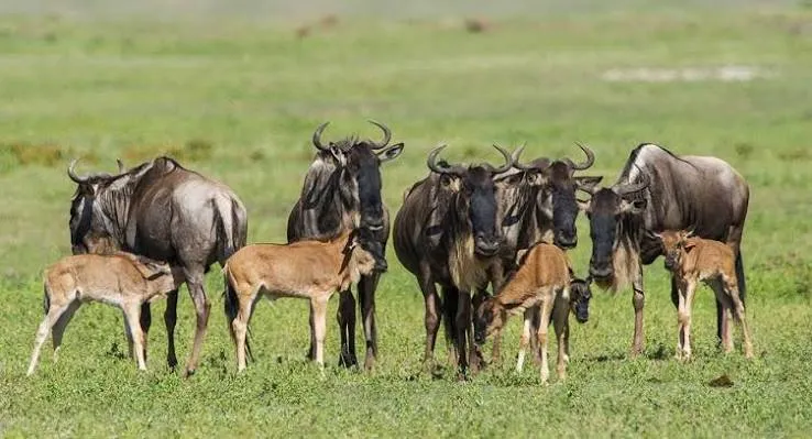 7-Day Wildbeest Calving Migration
