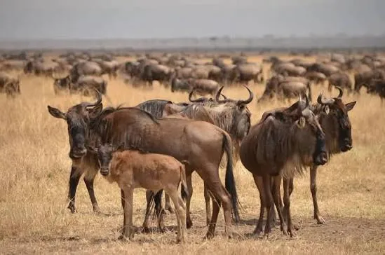 7-Day Wildbeest Calving Migration