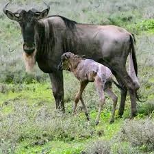 7-Day Wildbeest Calving Migration