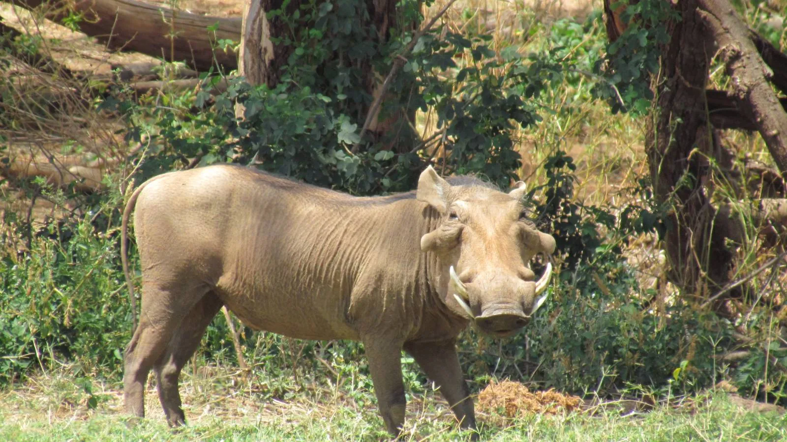 Aventura de safari privado familiar de 13 días en Kenia