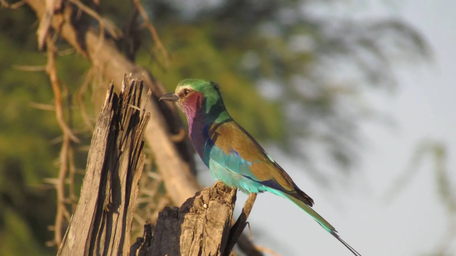Aventura de safari privado familiar de 13 días en Kenia