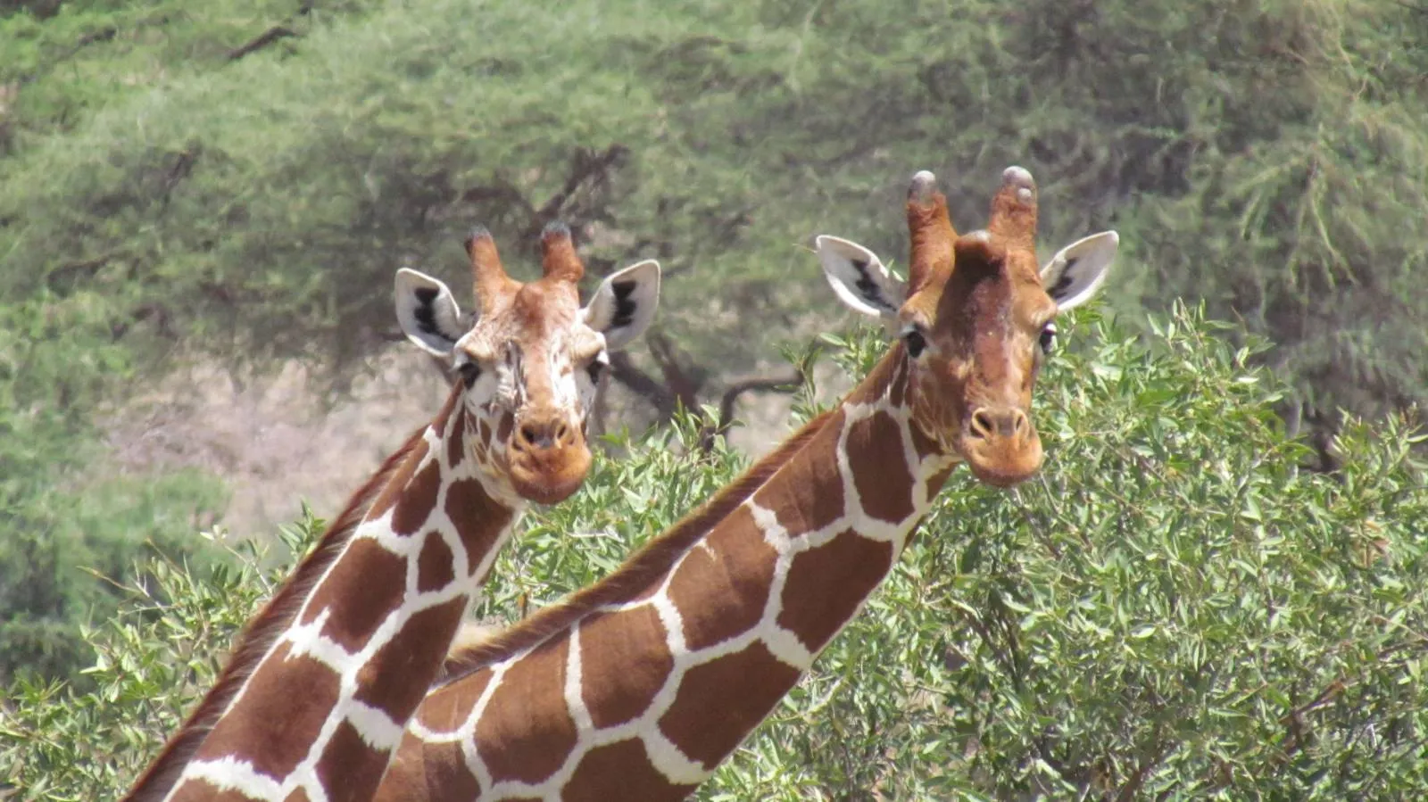 Aventura de safari privado familiar de 13 días en Kenia