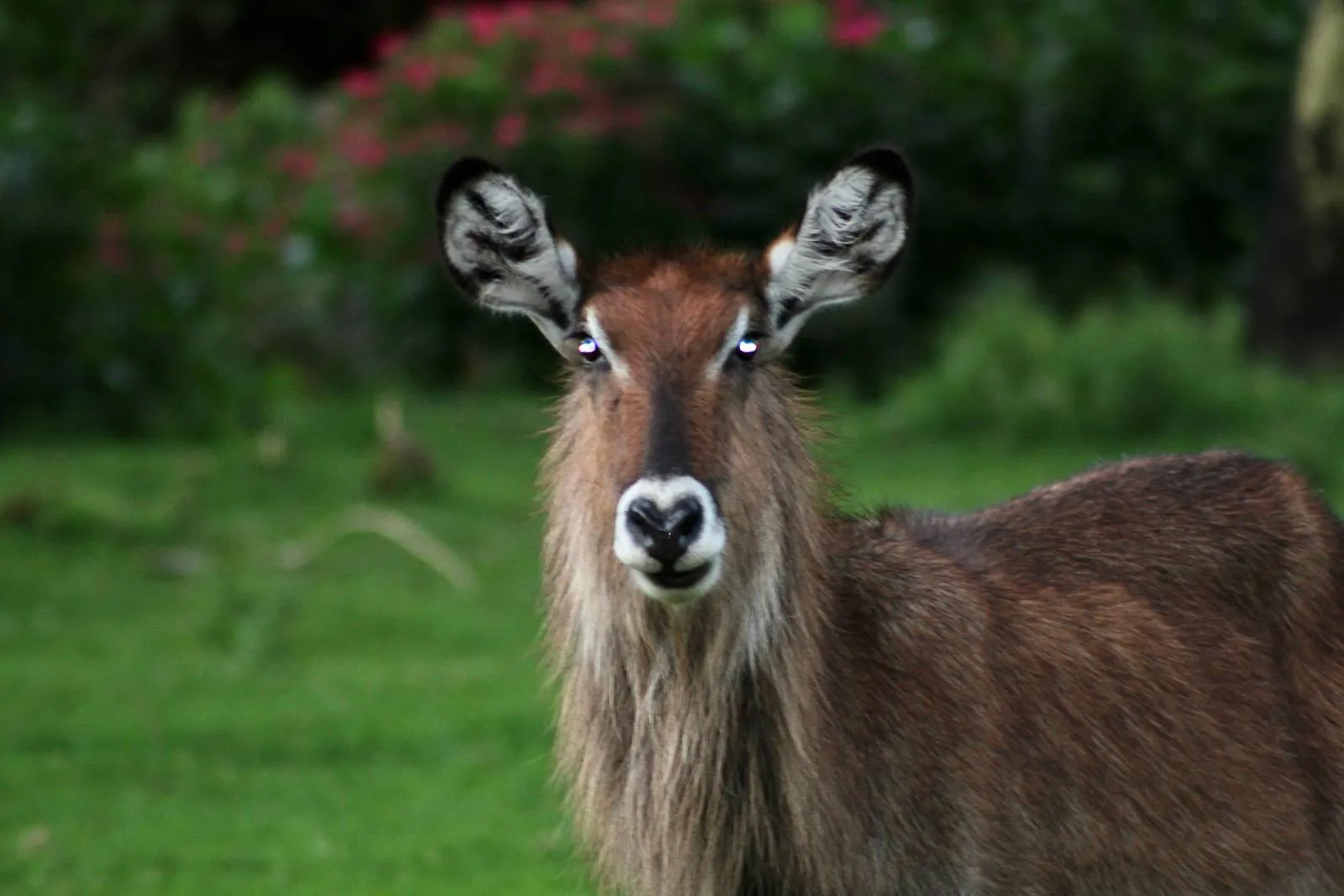 13-Day Kenya Family Private Safari Adventure