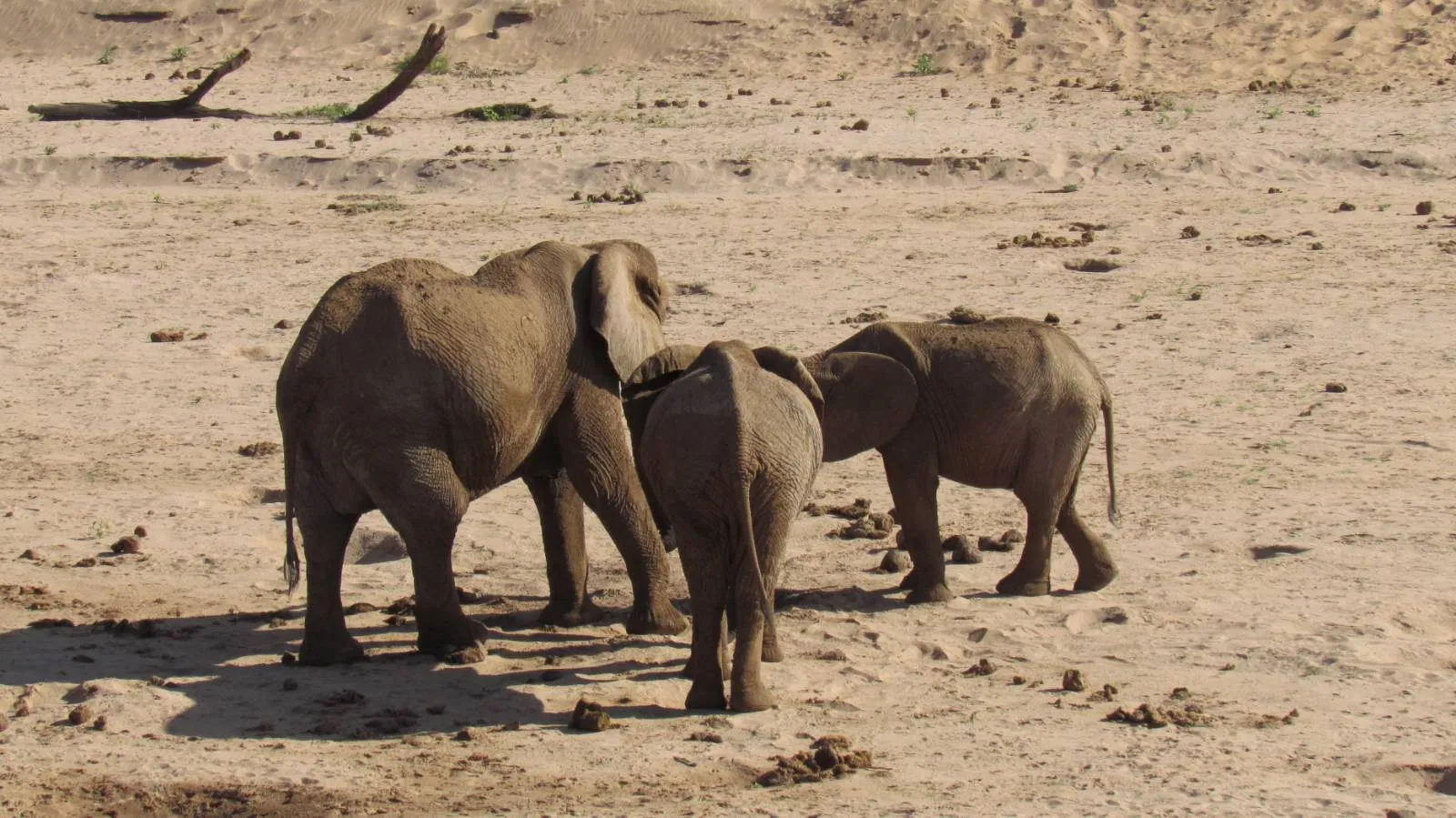 13-Day Kenya Family Private Safari Adventure