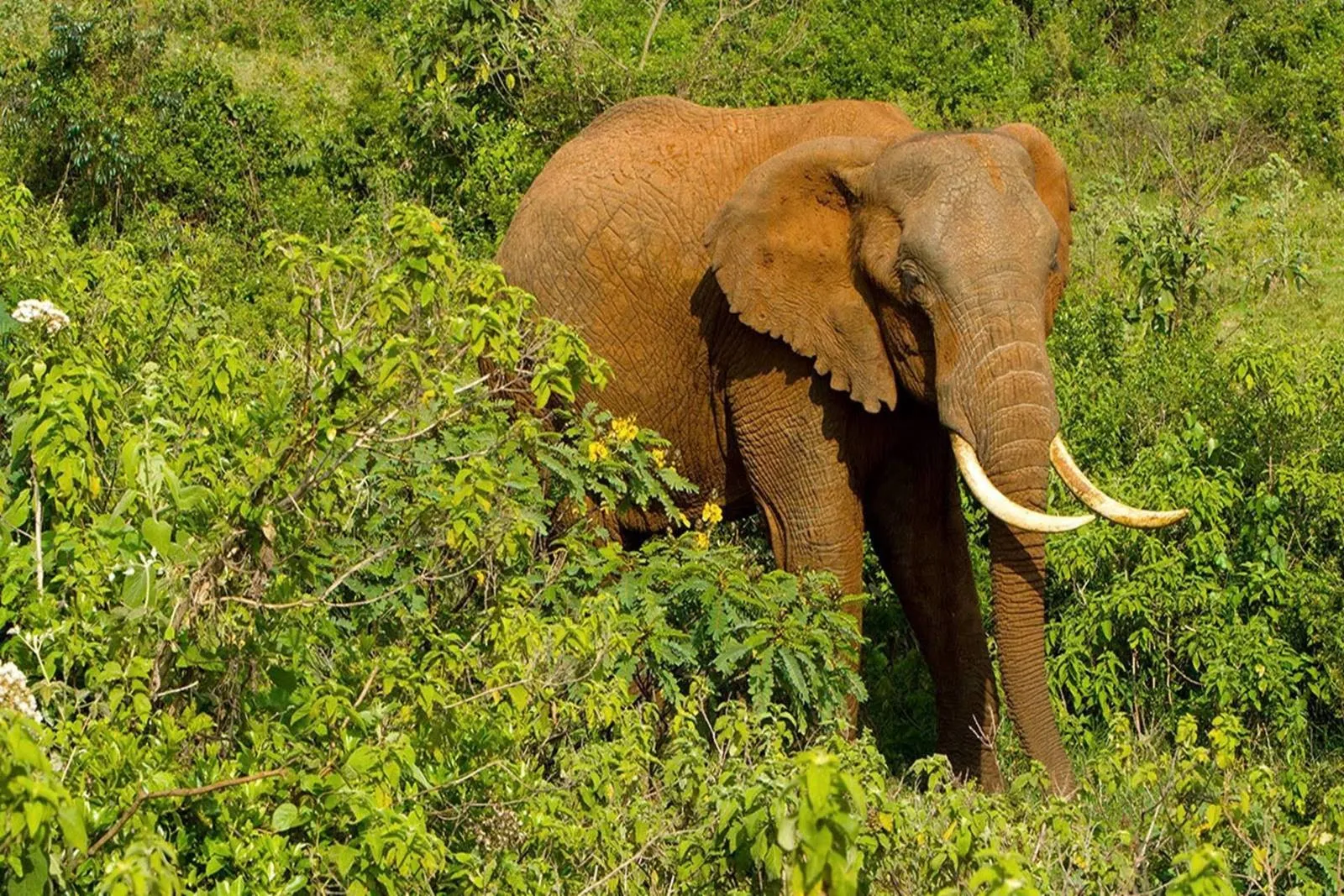 Safari lune de miel signature de 10 jours au Kenya