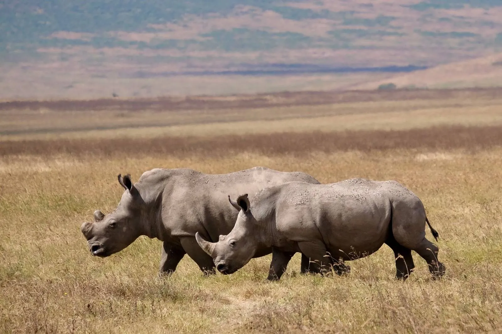 5-Day Tarangire & Ngorongoro Safari with Bush meals