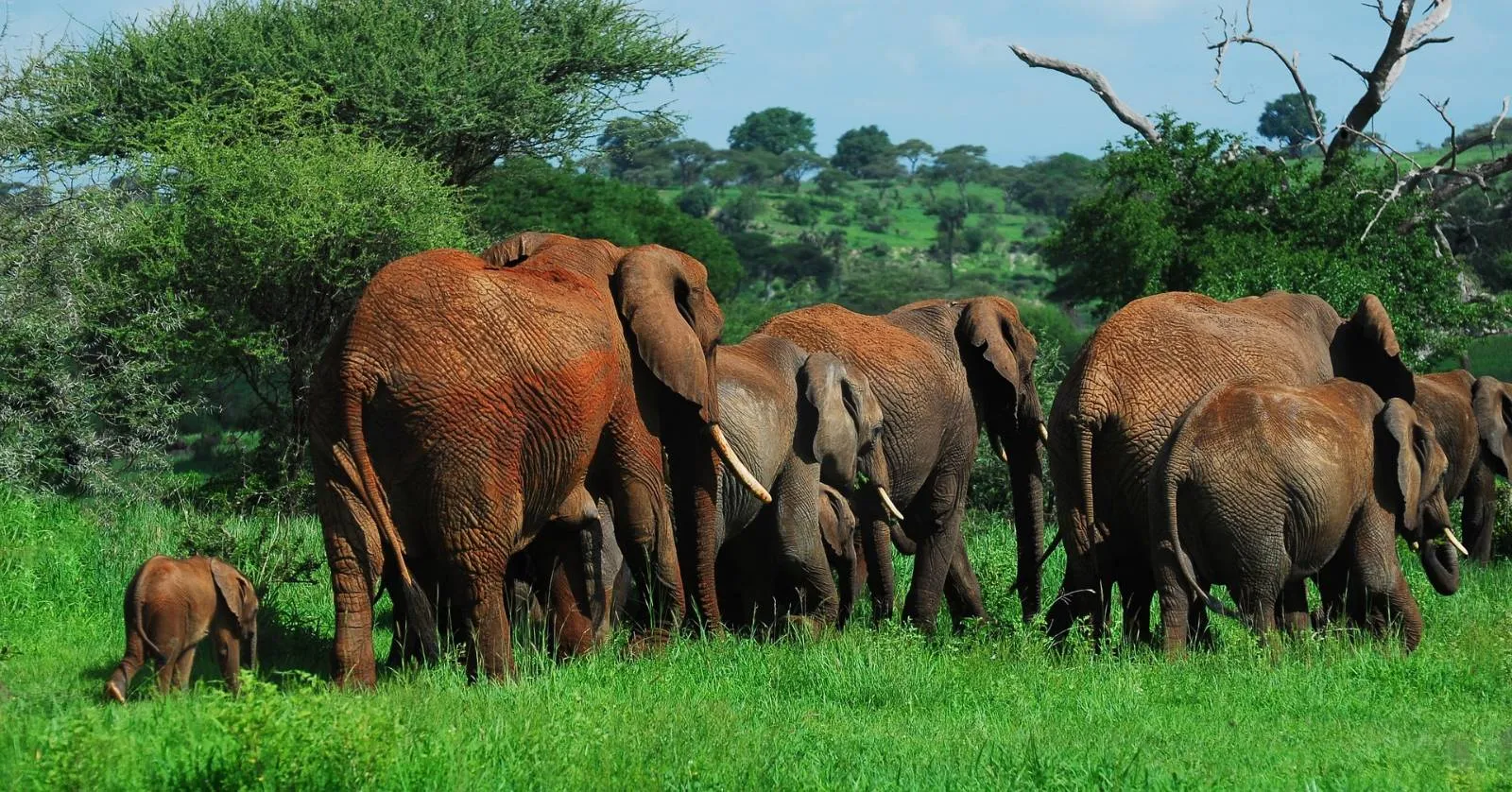 Safari de 5 días en Tarangire y Ngorongoro con comidas en la sabana