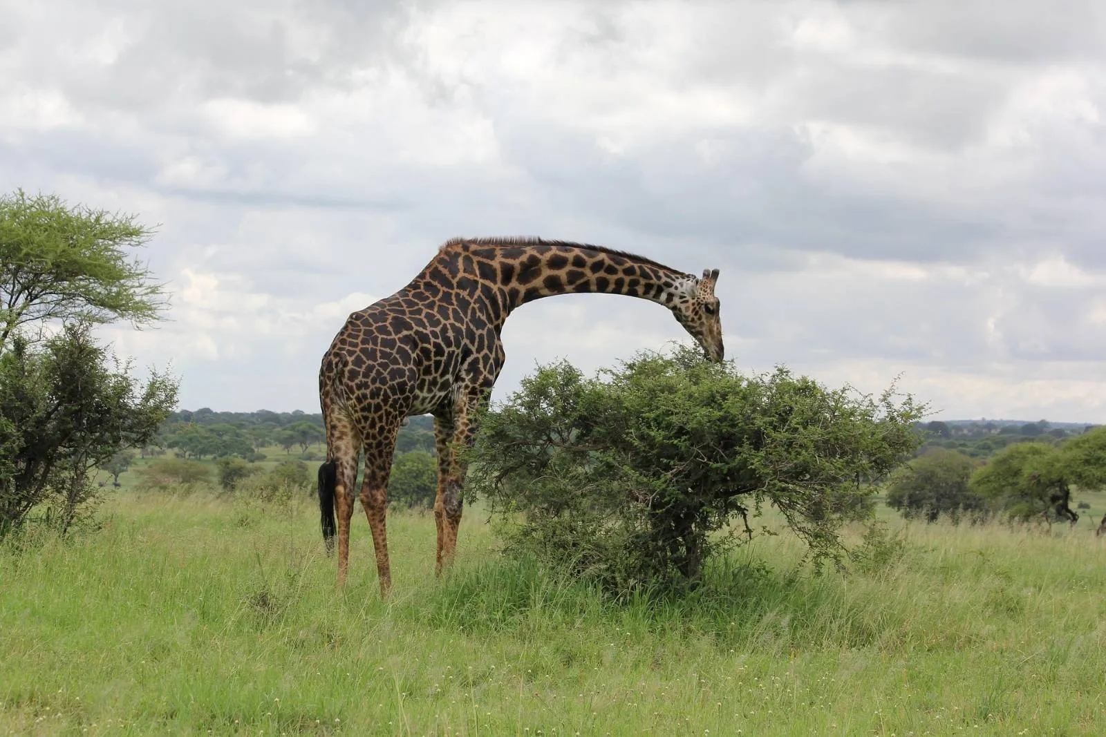 Safari de 5 días en Tarangire y Ngorongoro con comidas en la sabana