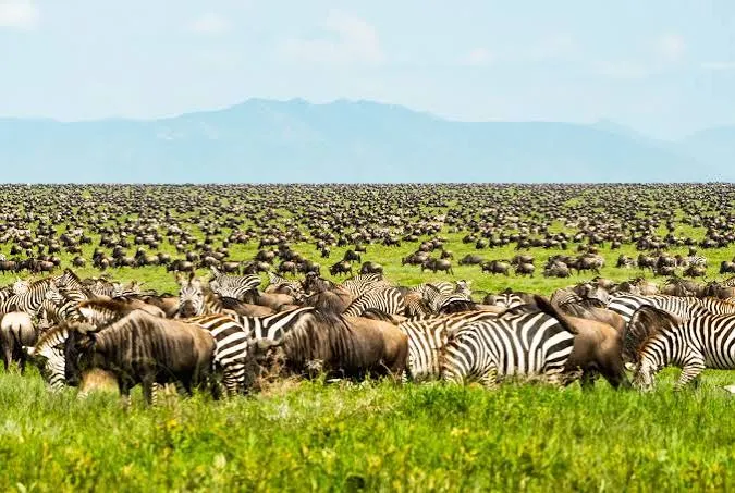 Migración de parto de ñus en Ndutu de 5 días