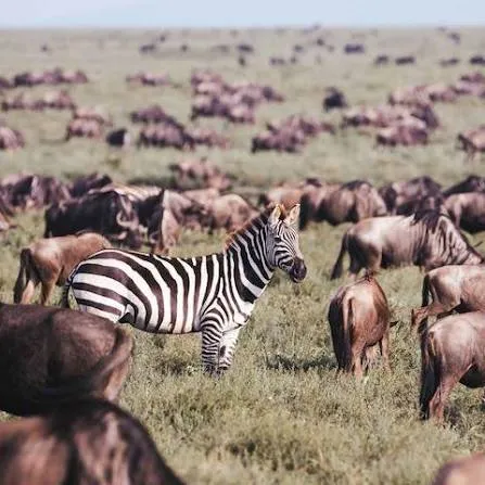 Migración de parto de ñus en Ndutu de 5 días