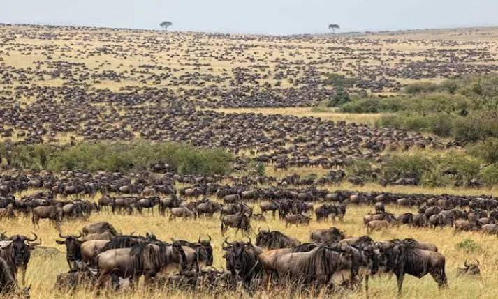Migración de parto de ñus en Ndutu de 5 días