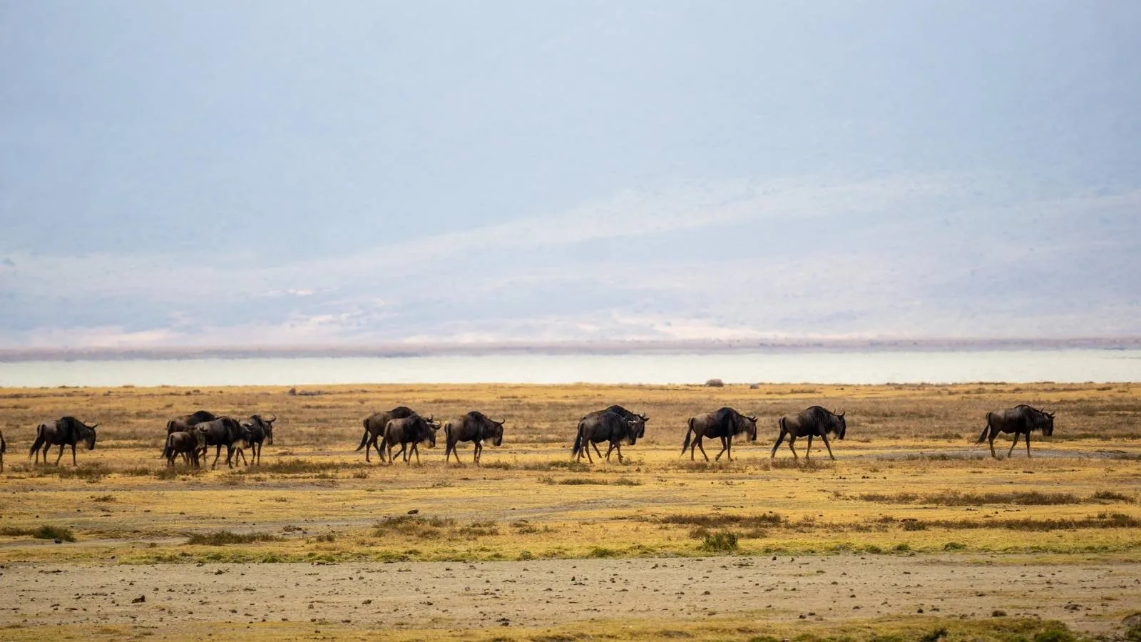 6-Day Serengeti  Great Migration