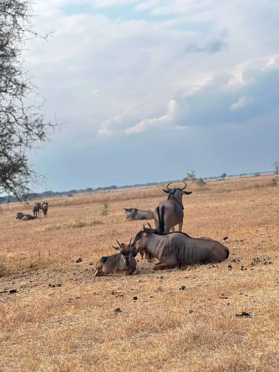 Safari de 4 días por Tarangire, Serengeti y el cráter del Ngorongoro