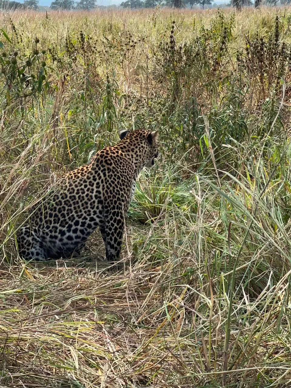 Safari de 4 días por Tarangire, Serengeti y el cráter del Ngorongoro