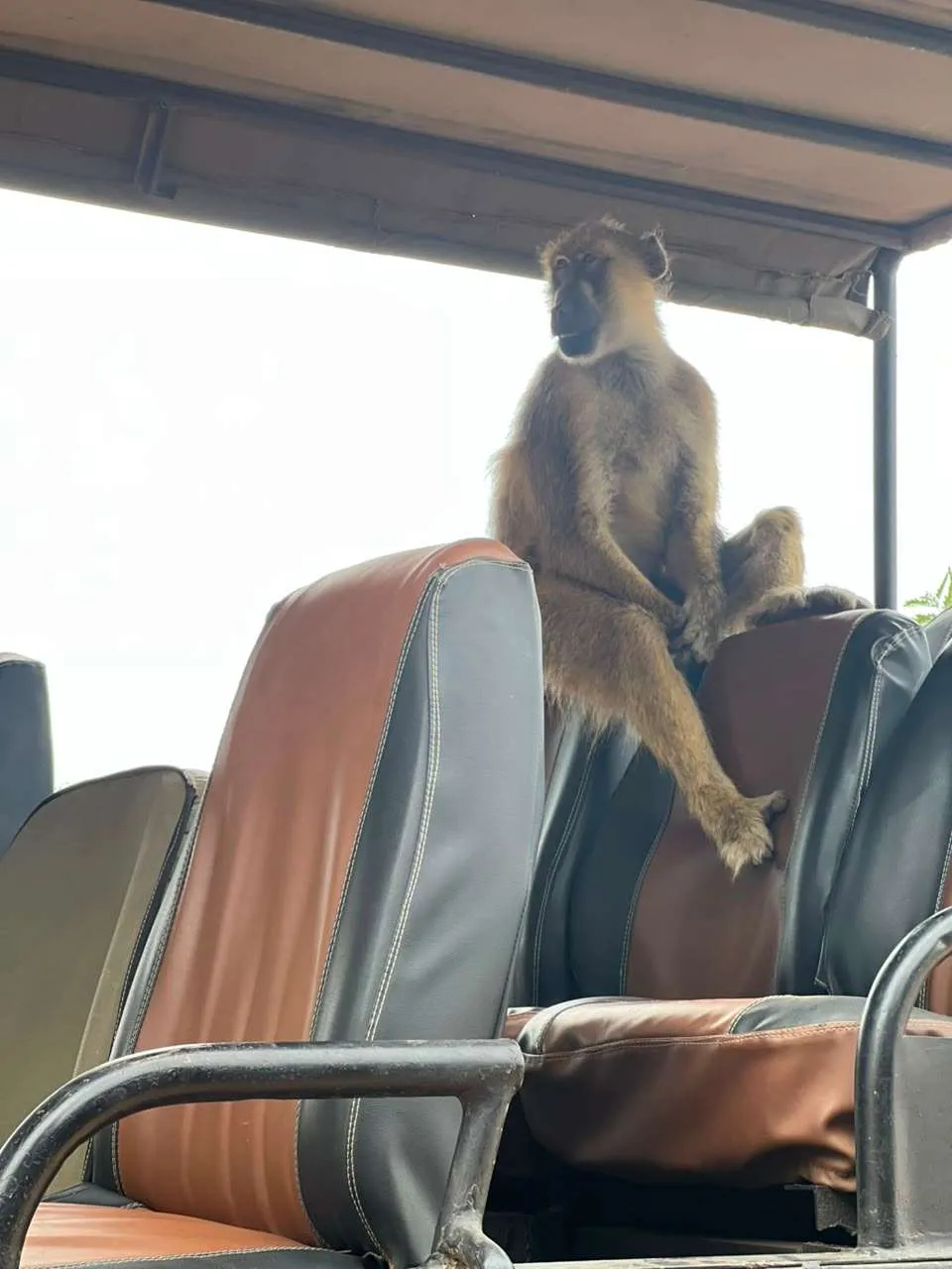 Safari de 4 días por Tarangire, Serengeti y el cráter del Ngorongoro