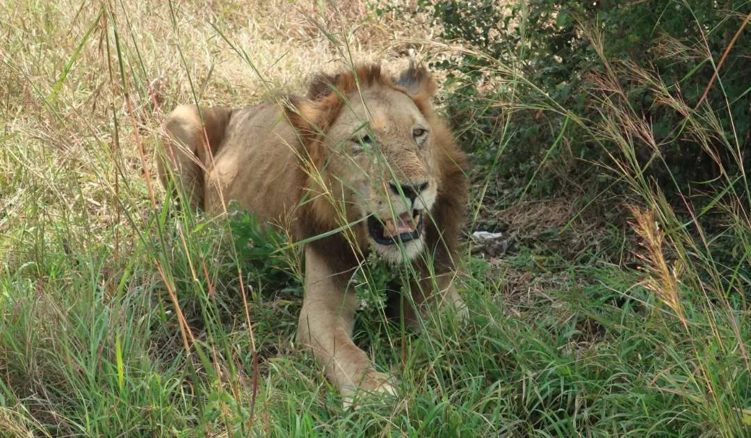 Safari de 4 días por Tarangire, Serengeti y el cráter del Ngorongoro