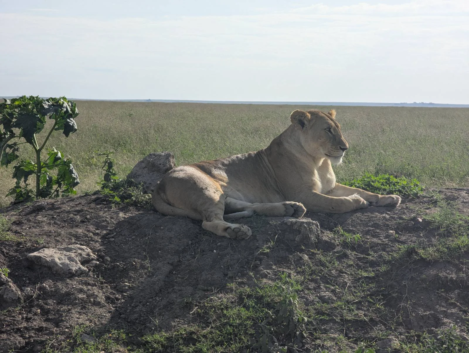 3-Day Midrange Safari to Tarangire & Ngorongoro