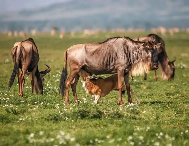 8-Day Ndutu Calving-Season Safari Tour