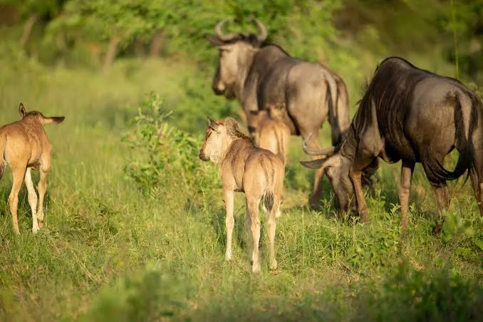 8-Day Ndutu Calving-Season Safari Tour