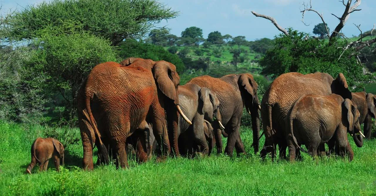 8-Day Ndutu Calving-Season Safari Tour