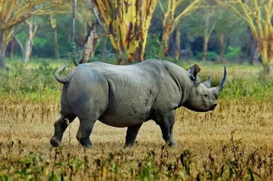 8-Day Great Wildbeest Migration Safari