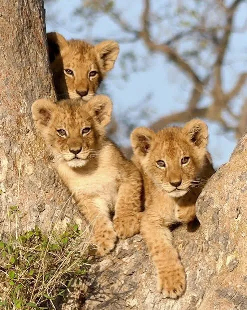 8-Day Great Wildbeest Migration Safari