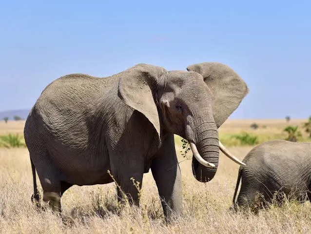 8-Day Great Wildbeest Migration Safari