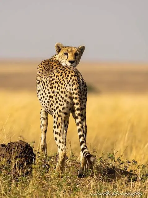 8-Day Great Wildbeest Migration Safari
