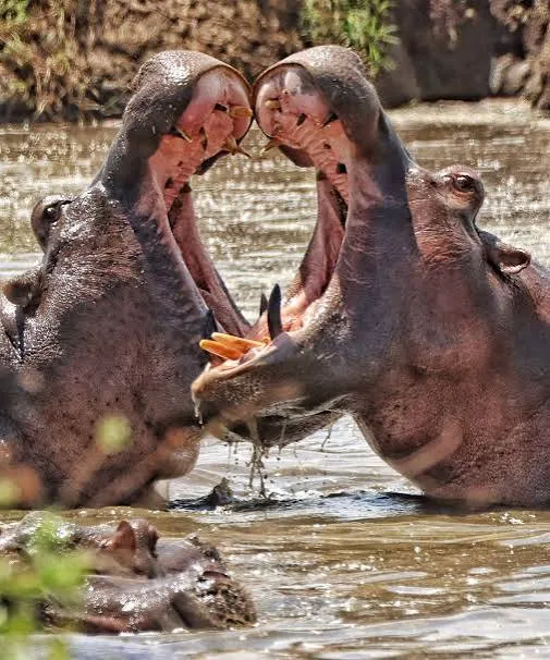 5-Day Luxury Best of Tanzania Safari