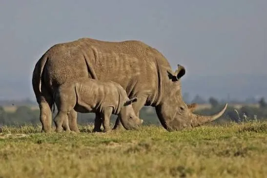 5-Day Luxury Best of Tanzania Safari