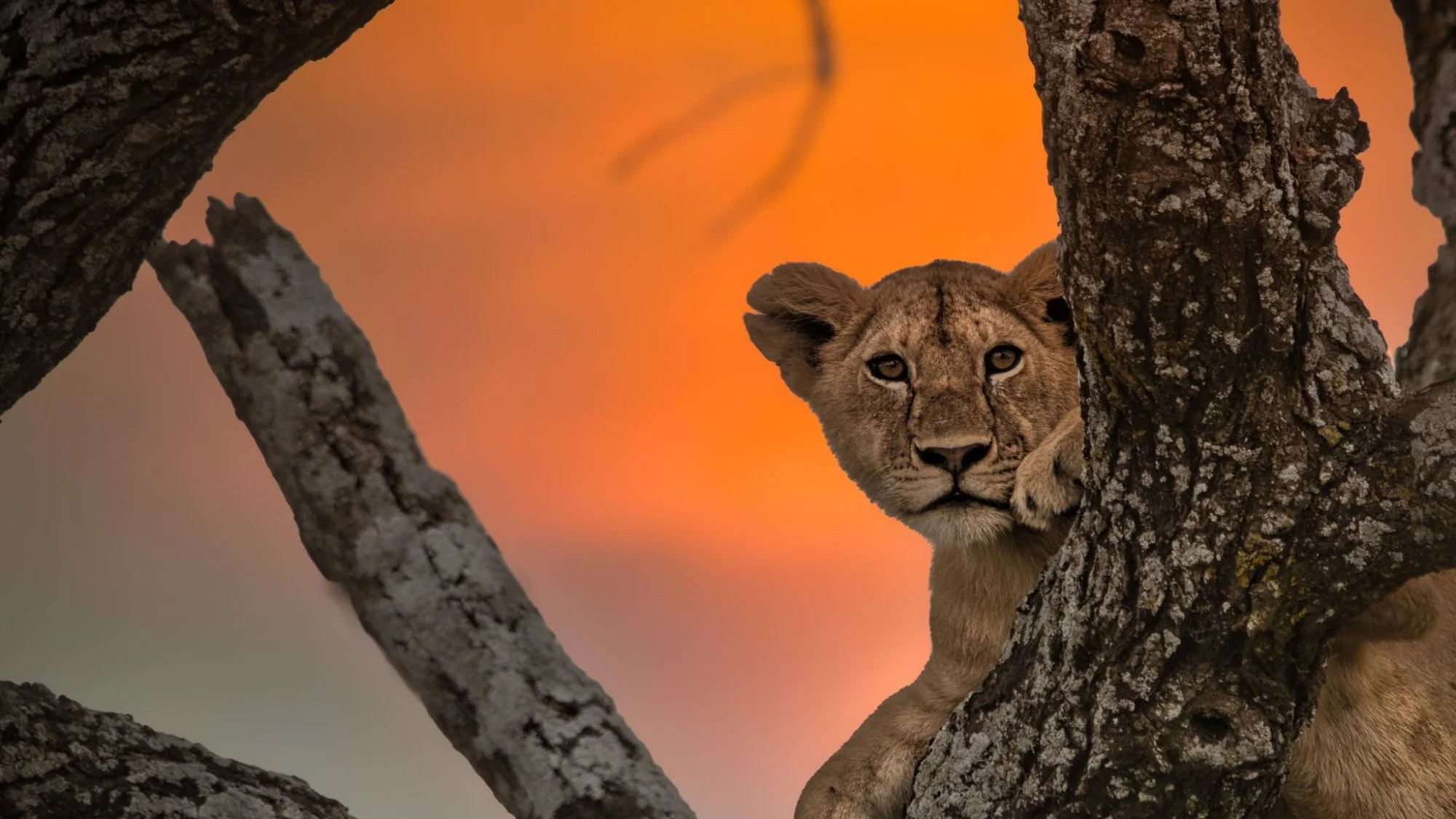8-Day Serengeti Adventure Big Cats Safari